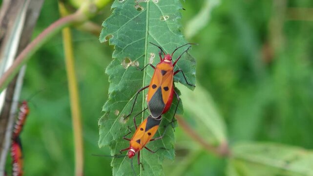 Cotton Stainer Insects Mating on a Leaf