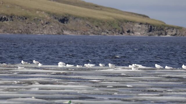 Adult Vega gull on ice, close-up. Yakutia