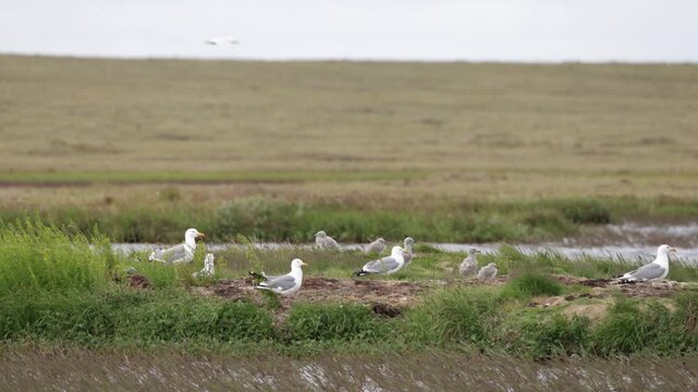 A close-up of a European herring gull perched among flowers. Yakutia