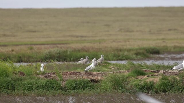 A close-up of a European herring gull perched among flowers. Yakutia