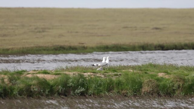 A close-up of a European herring gull perched among flowers. Yakutia