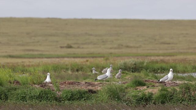 A close-up of a European herring gull perched among flowers. Yakutia