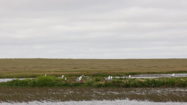 A close-up of a European herring gull perched among flowers. Yakutia