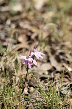Wax-lip Orchids (Glossodia major), South Australia