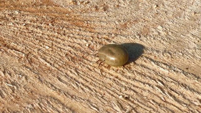 Engorged dangerous tick moving legs and crawling on a wooden surface, swollen to a large size because it has fed on an animal's blood. Important outdoor safety reminder scene to protect parasite. 
