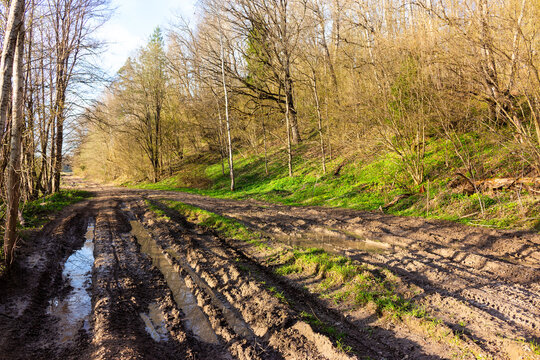 Deep muddy rural road with puddles and tire tracks winding through a scenic spring forest, golden sunlight illuminating the emerging green grass and tall deciduous trees