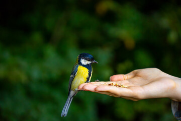 A small songbird perches on an outstretched hand beside scattered seeds, its yellow breast and dark head standing out against softly blurred green foliage. © Marina
