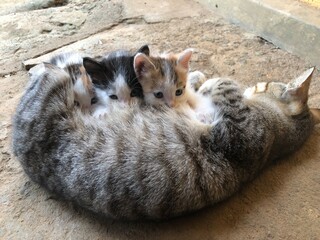 mother cat feeding kittens © Darshana