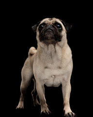Obraz premium Curious pug dog standing and looking up