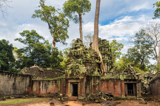 Ancient Temple Ruins Overgrown by Massive Trees