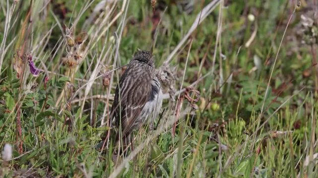 A female redpoll perched on the grass. Close-up