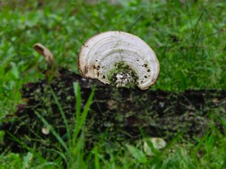 Mushroom © VIP