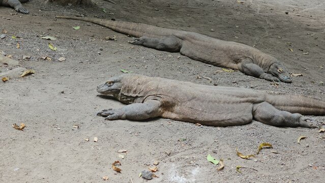 Komodo dragon in zoo