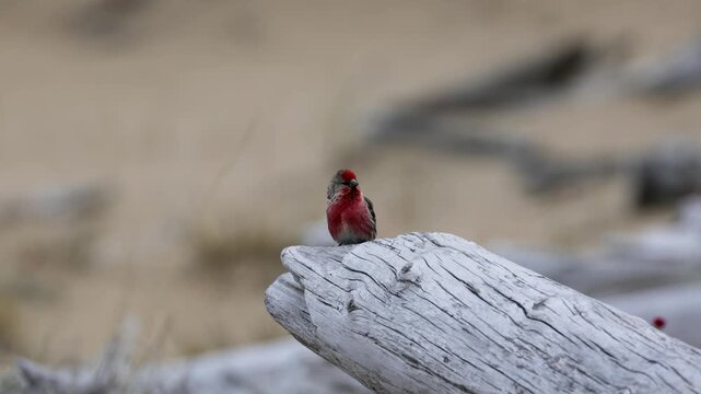 A male redpoll perched on the grass. Close-up