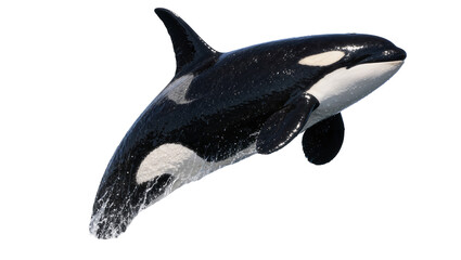 Majestic orca whale breaching water, isolated on transparent background © Corotaev