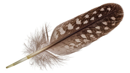 Brown and white speckled bird feather quill with fluffy down, isolated on transparent background © Aliona