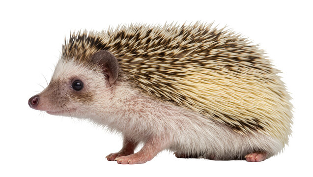 Small African pygmy hedgehog with spiky quills, isolated on transparent background