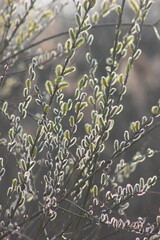 Close-up of willow catkins on branches in spring © Mateusz