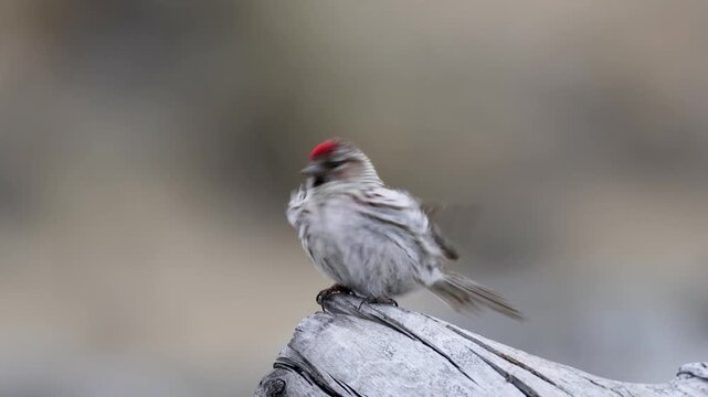 A male redpoll perched on the grass. Close-up