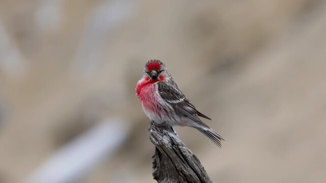 A male redpoll perched on the grass. Close-up