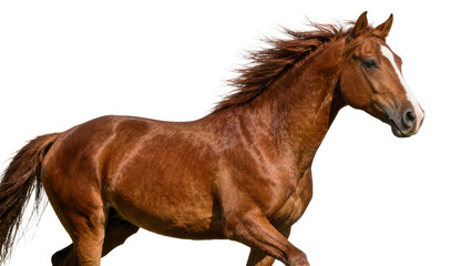 Brown horse with flowing mane galloping, isolated on transparent background © Aliona
