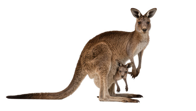 Mother kangaroo with joey in pouch, isolated on transparent background