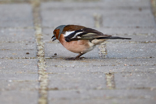 Male Common Chaffinch Standing on a Paved Garden Path