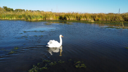 Mute Swan Swimming in River Wetland Landscape © Andrey
