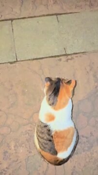 A cute calico cat sitting on a sidewalk looking away