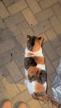 A cute calico cat walking on a brick pavement at night