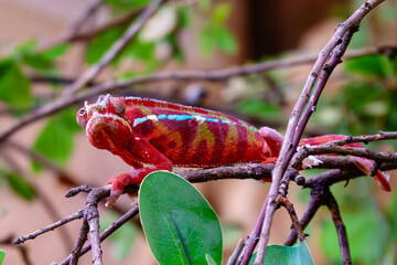 Panther Chameleon © Wolfgang