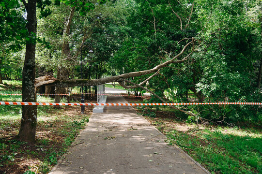broken green tree in city park, branches broken off by gale-force wind, path blocked by red white ribbon, passage prohibited