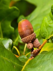 Acorns on an oak tree, autumn forest fruits, beautiful nature. © pettys