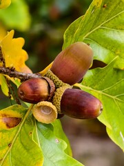 Acorns on an oak tree, autumn forest fruits, beautiful nature. © pettys