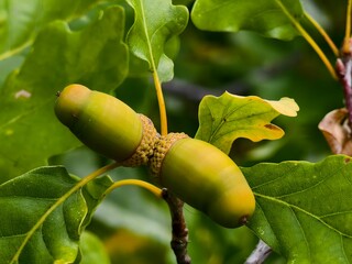 Acorns on an oak tree, autumn forest fruits, beautiful nature. © pettys
