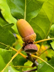 Acorns on an oak tree, autumn forest fruits, beautiful nature © pettys