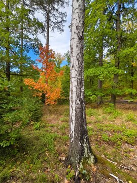 Birch tree and a colorful autumn tree