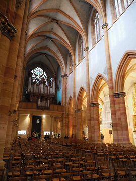 Interior view of Saint-Martin Gothic cathedral showing ribbed vaults, columns, organ loft and rows of chairs. Colmar, Alsace, France