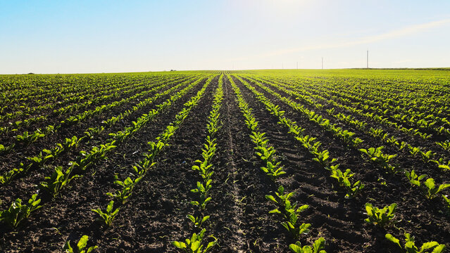 Young sugar beet plants growing in fertile soil, extending in parallel rows across a vast agricultural field under blue sky