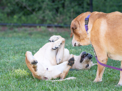 Two adoptable tan dogs interact on green grass at an adoption center, with one lying on its back with paws raised while the other stands nearby wearing a purple collar and leash.
