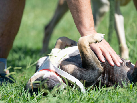 A person gives an adoptable black, tan and white bulldog a belly rub as it lies on its back in green grass, with a raised front paw resting against the person's wrist.