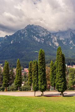 Tall conifer trees with Bucegi Mountains and dramatic cloud cover in Busteni Romania