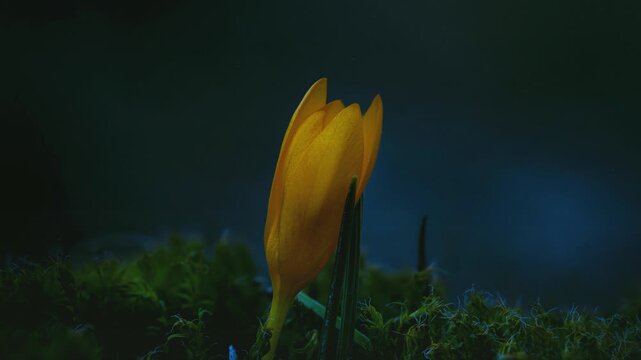 Orange crocus flowers with water drops, slow motion static shot with rack focus, dark background 4K