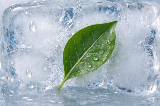 Green leaf emerging from melting ice, thawing emotions
