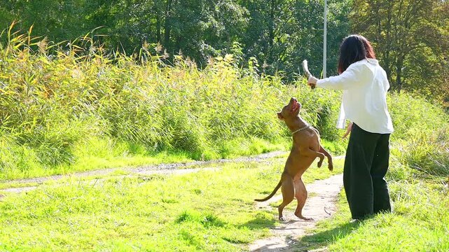 Young woman training a big brown pitbull dog outdoors slow motion