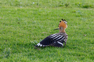 Hoopoe bird on green grass   © AlexTow