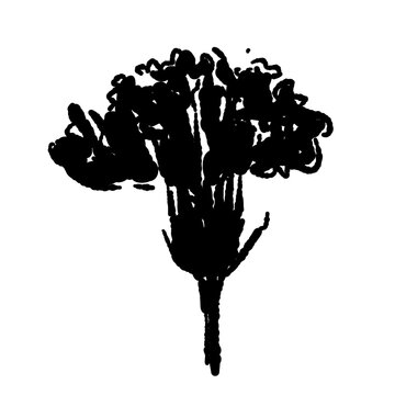 Single Carnation Flower Head Monochrome Vector