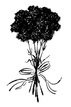 Single Upright Carnation Stem Silhouette Vector