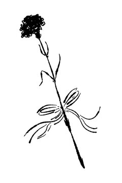 Curved Carnation Flower Stem Vector Illustration