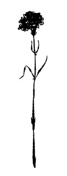 Slender Carnation Flower Silhouette Vector